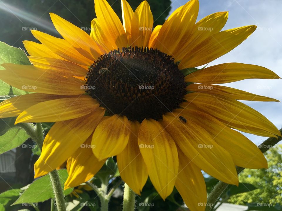 Yellow sunflower