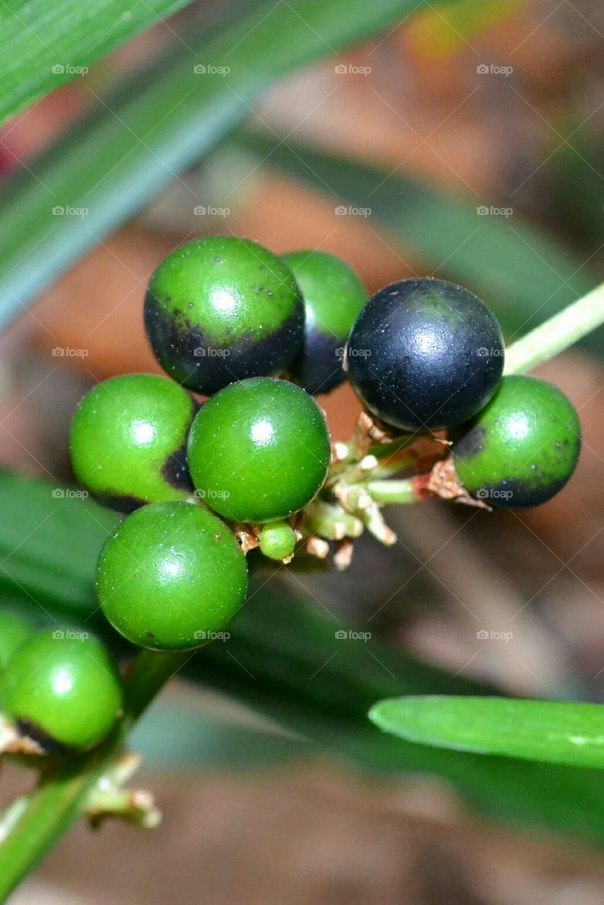 border grass berries