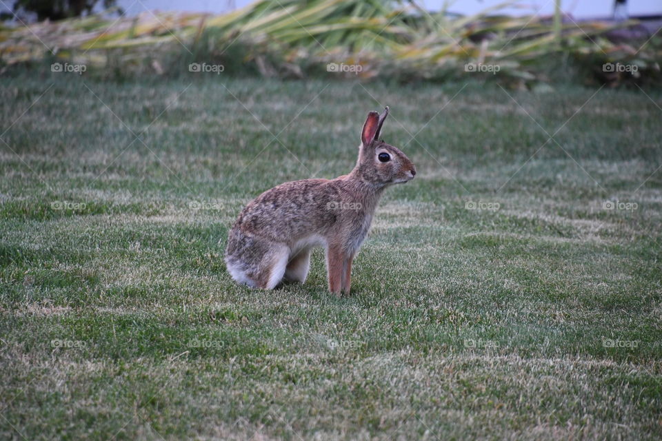 alert brown bunny rabbit