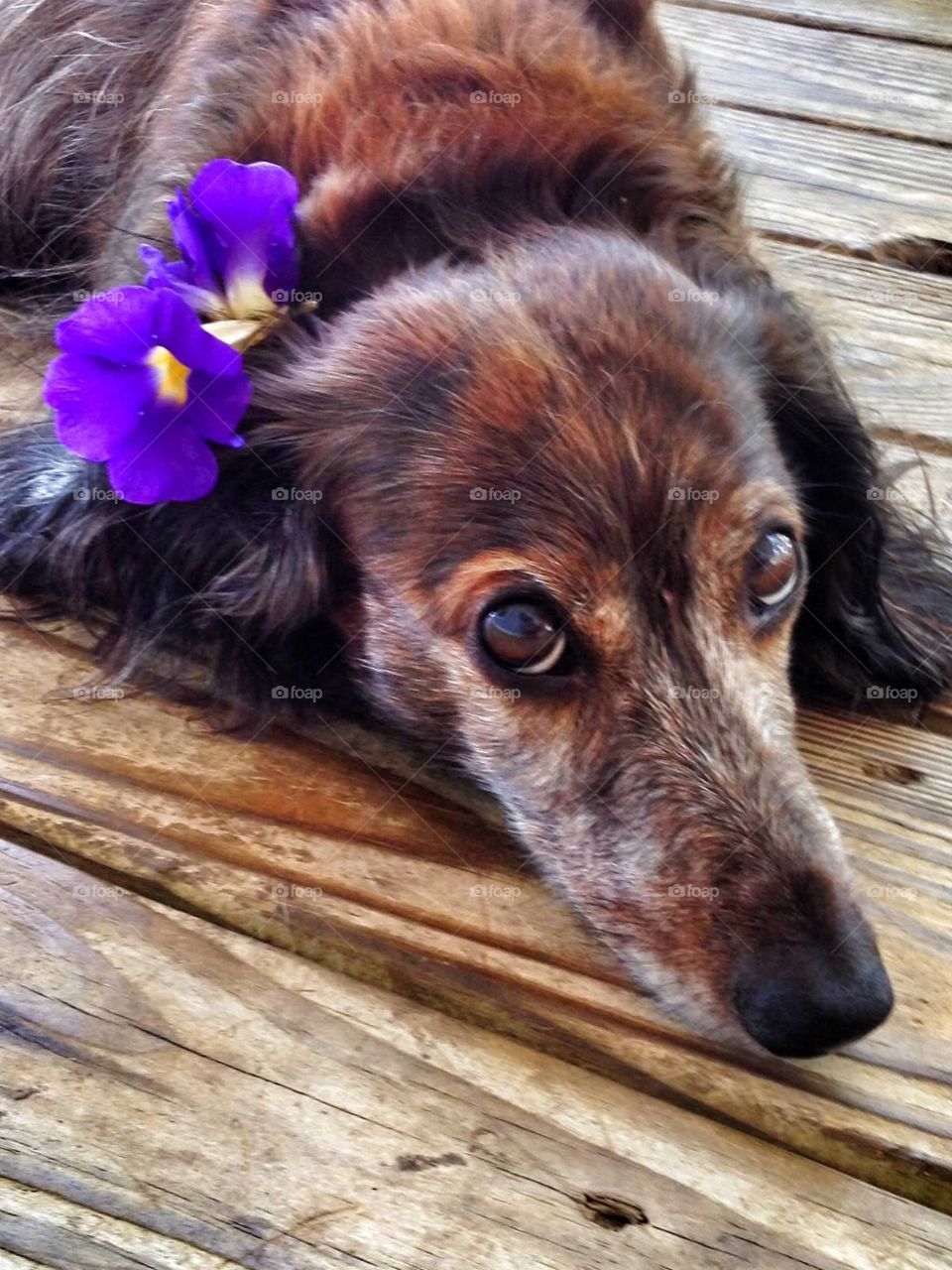 Dachshund flower 