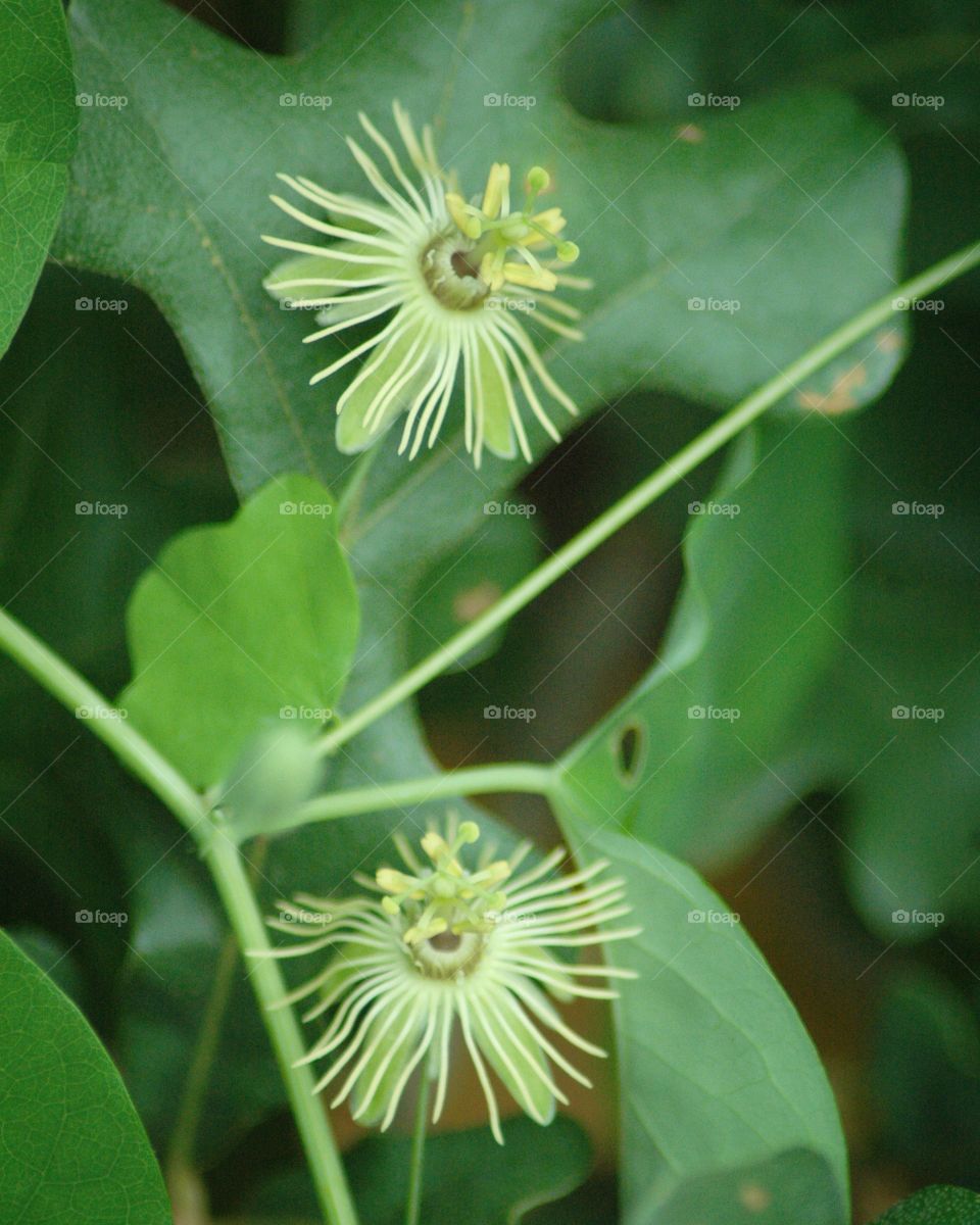 passion flower