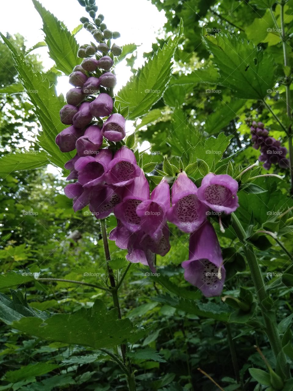 Bad Wildbad Schwarzwald