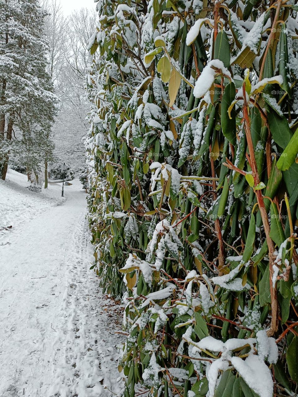greenery covered with snow