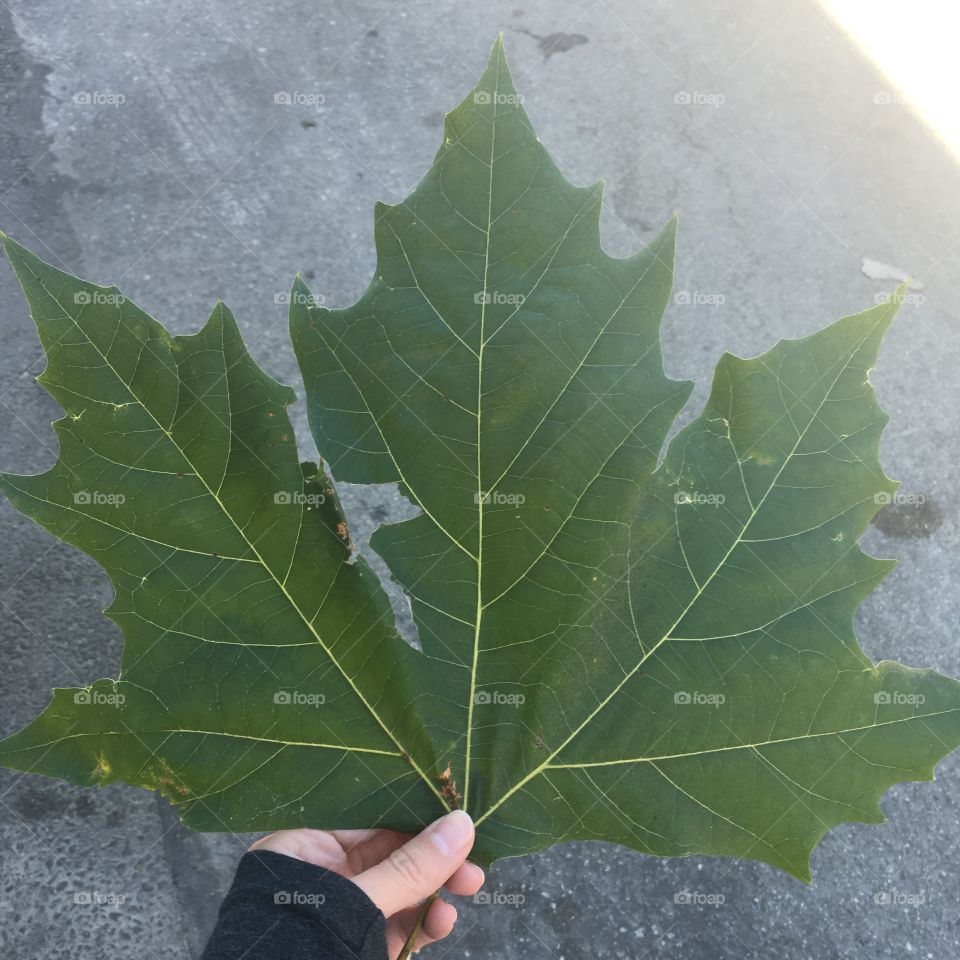 My leaf