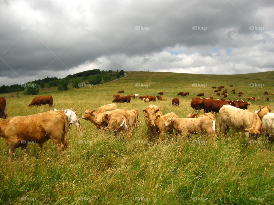 Cows on grassy land
