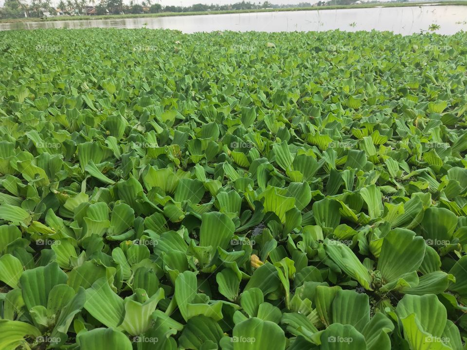 hundreds of apu apu plants grow in the peswahan. apu apu is used as a water purifier