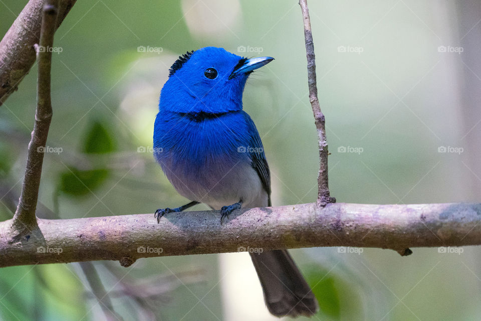 Bird ID - black-naped monarch 