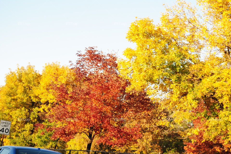 Trees in fall