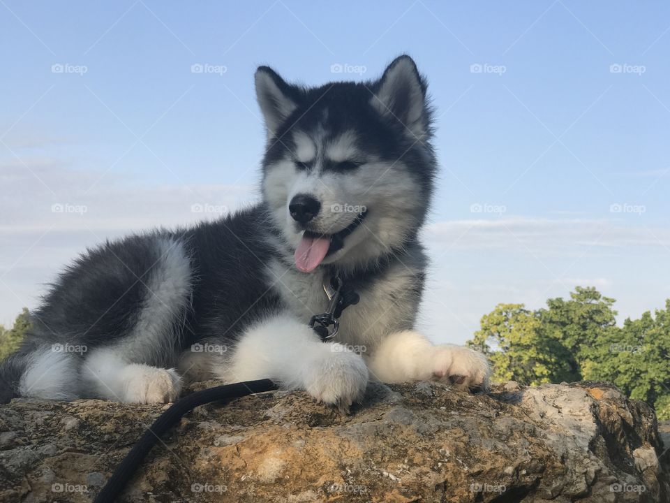 Happy husky on a rock with the sky in the background