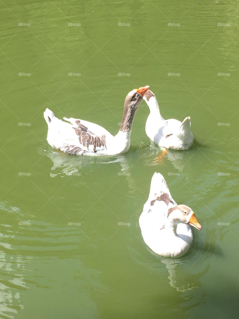 Raising swans is really cool.  They beautify the home and are very safety-conscious birds. / Criar cisnes é muito legal. Eles embelezam a casa e são aves muito atentas à segurança. 