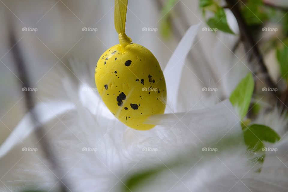 No Person, Nature, Leaf, Flower, Flora