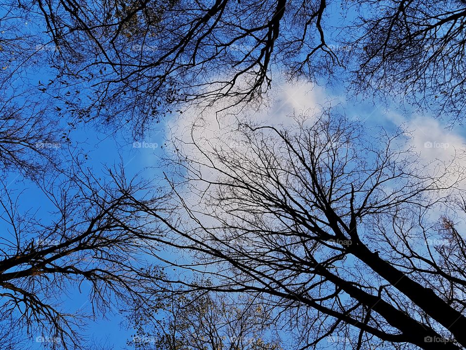 Branches of trees against the sky