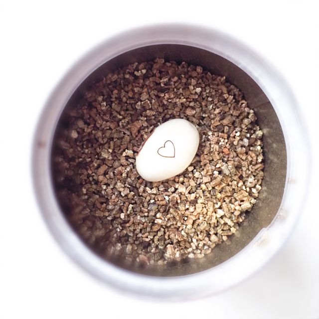 Magic bean