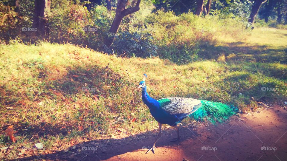 India's National bird _ Peacock