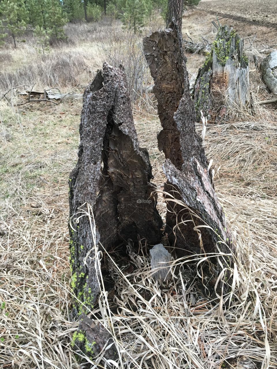 Old stump