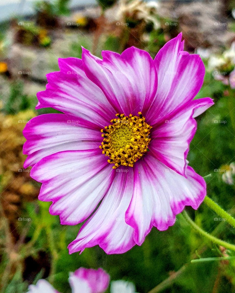 Beautiful flower, just found it in my street!