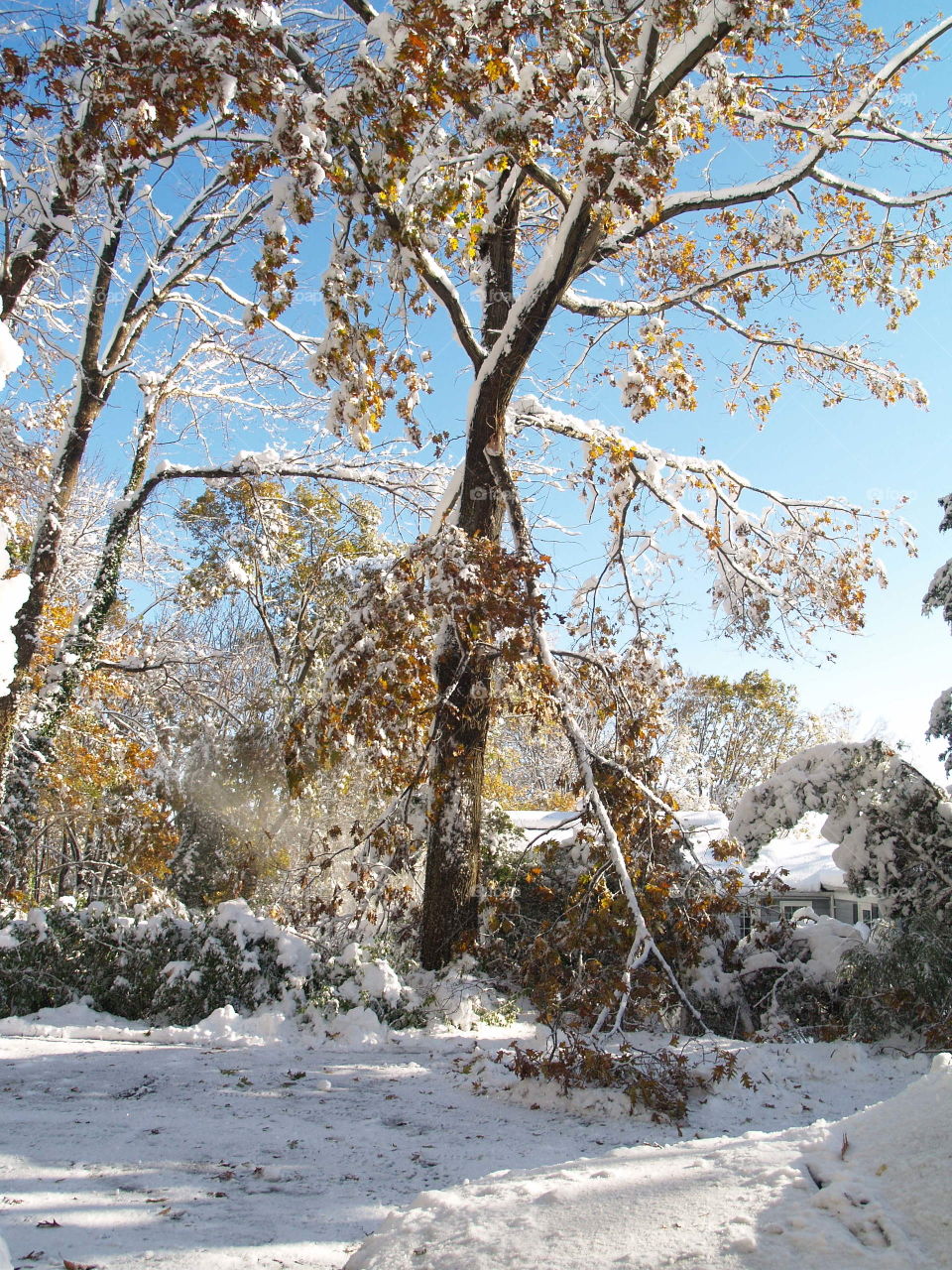 Snow breaking branches