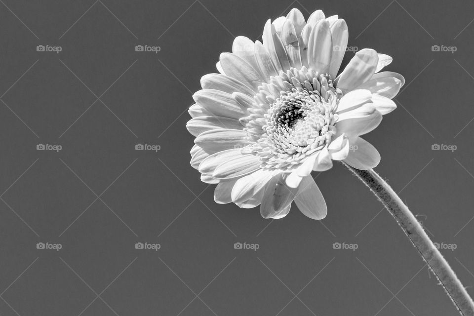 One Gerbera flower against the sky 