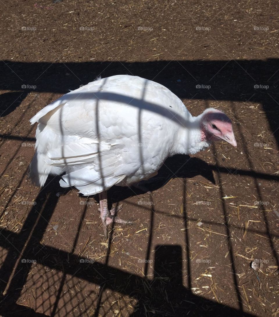 broad breasted white in the farm