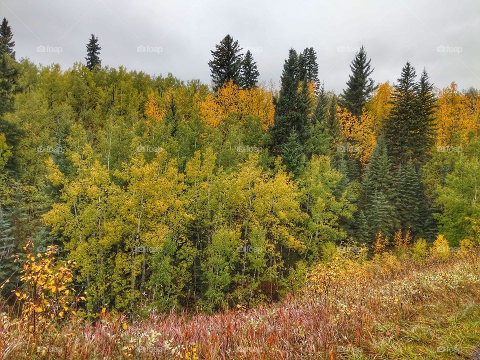 Colorful Forest in Autumn