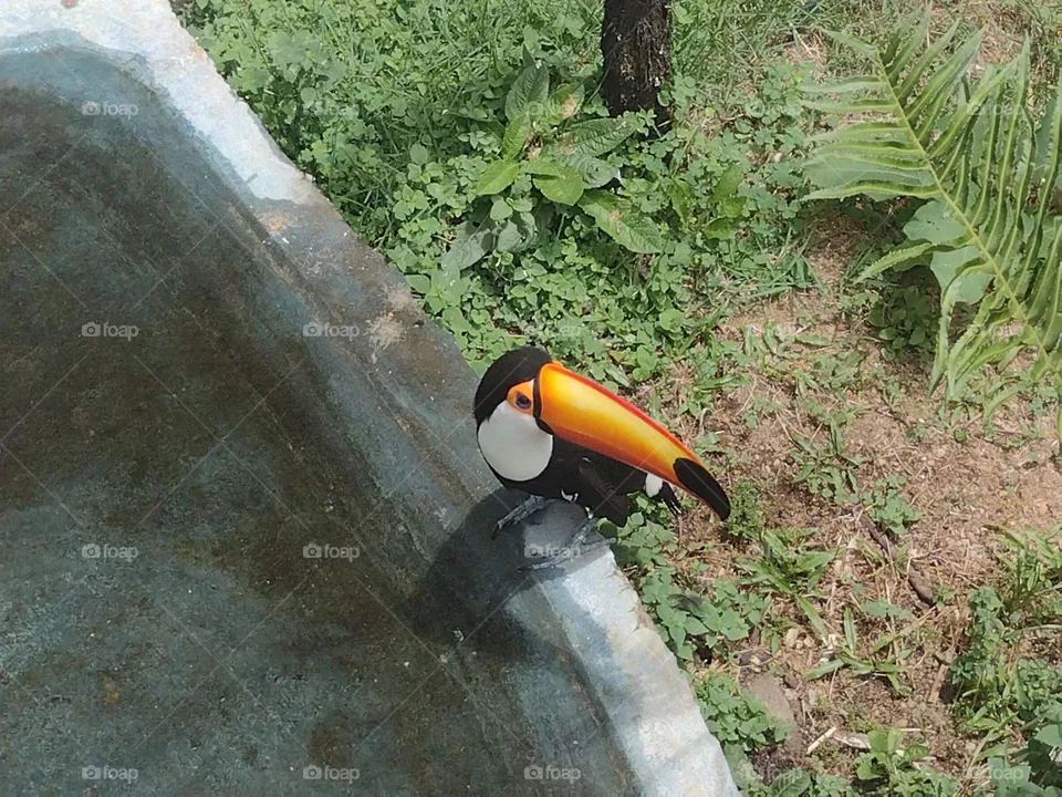 Tucano