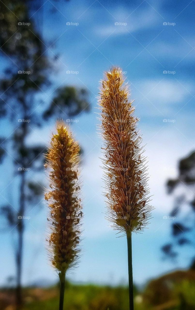 flowers grass photo