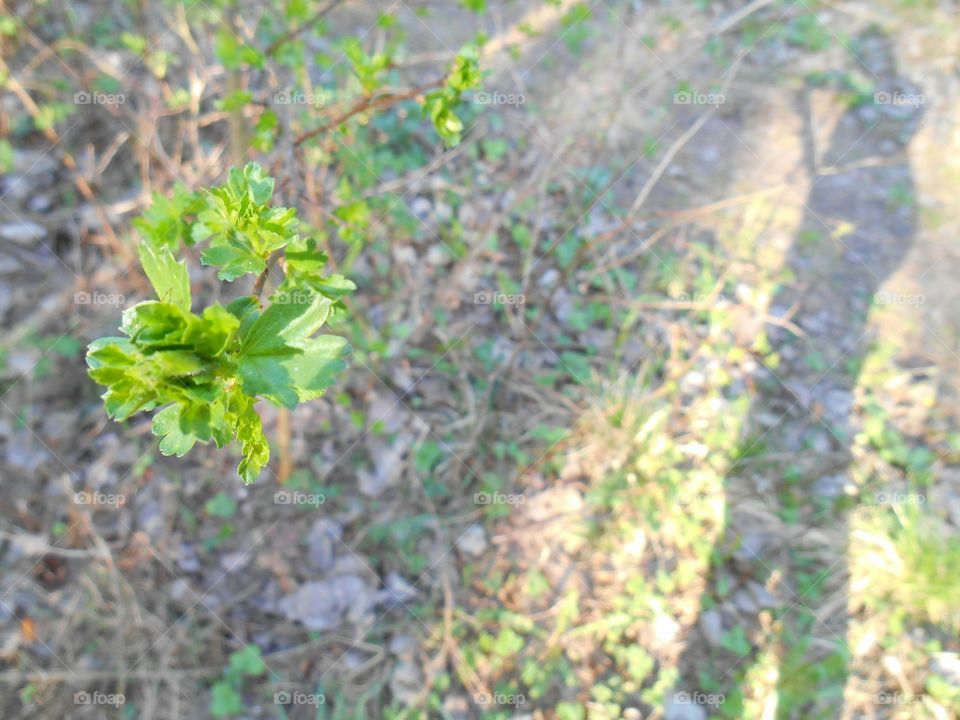 Nature, Flora, Leaf, Outdoors, Growth