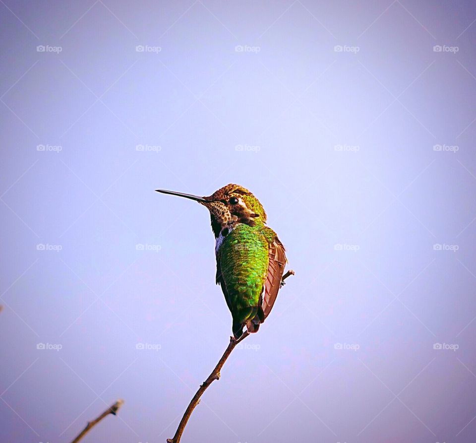 Hummingbird