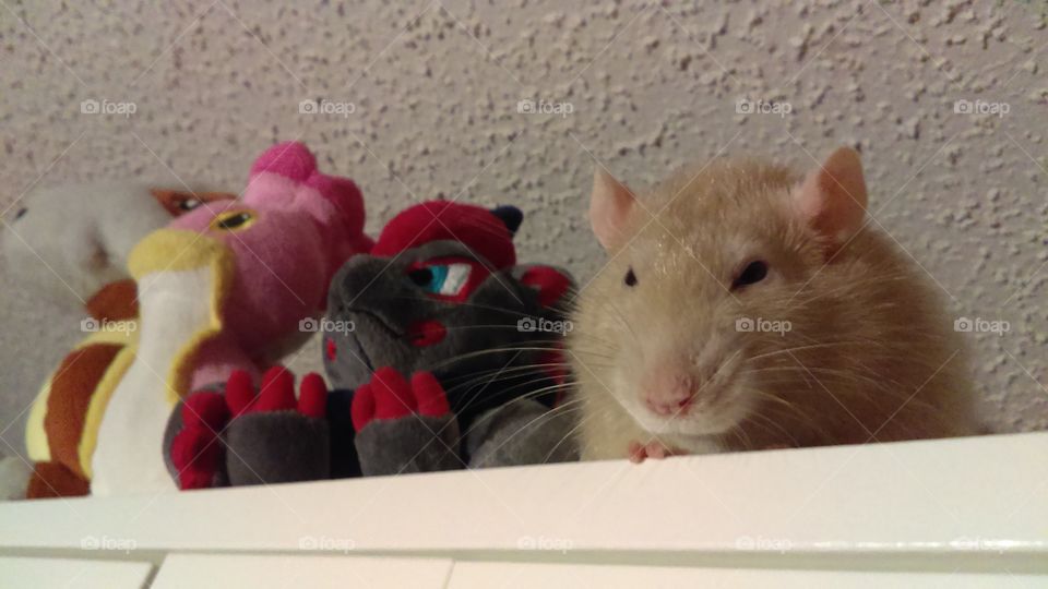 Chubby rat among stuffies