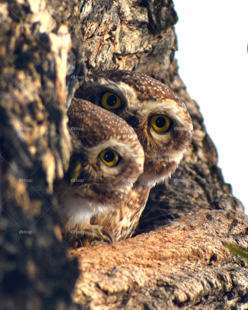 An Indian owlet with her young one captured in utmost beauty looking straight into the camera and unleashing her firey eyes