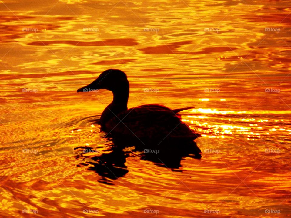 Sunset duck
