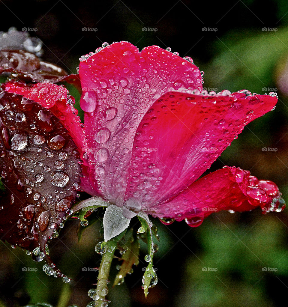 This rose was photographed after a rainy day! This macro shot exposes the formation of several raindrops!