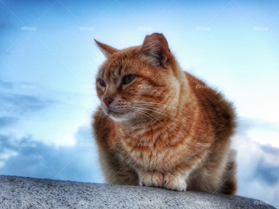 Cat Portugal