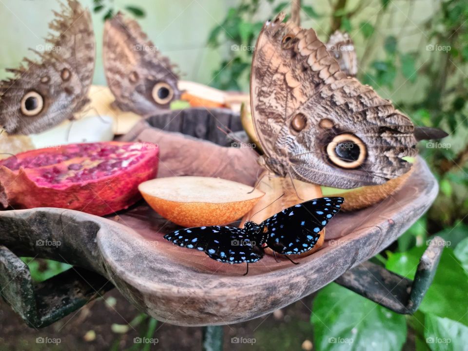 feeding butterflies