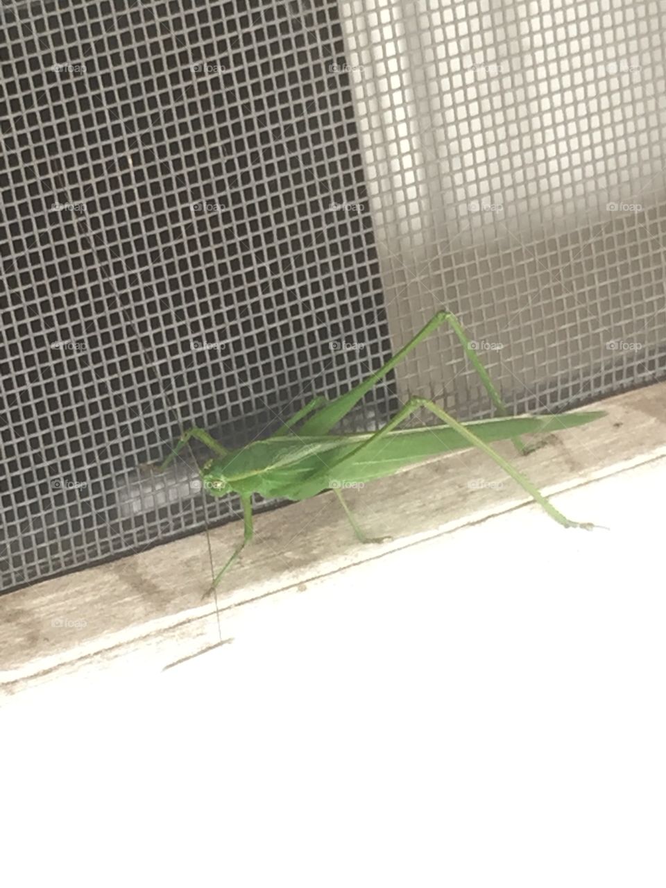 Big Green Grasshopper 