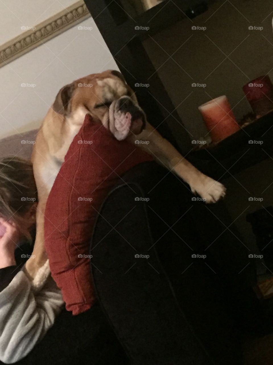 Bulldog hanging on cushion snoozy