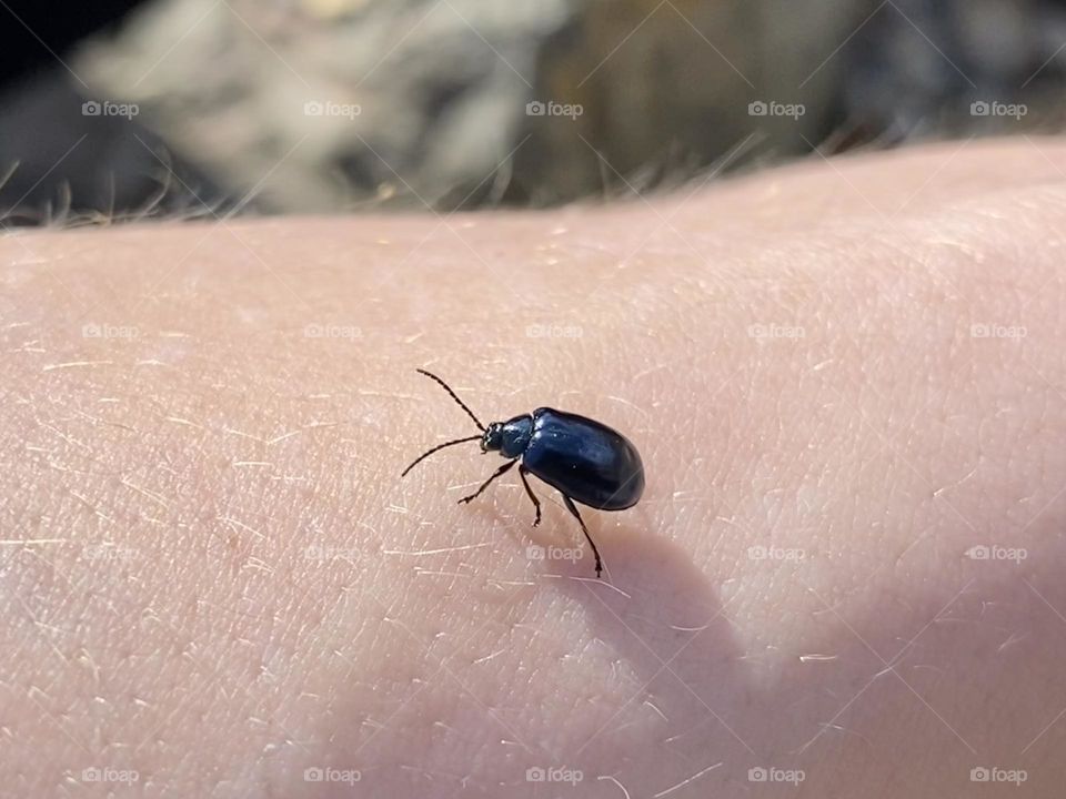 Insect on the hand 