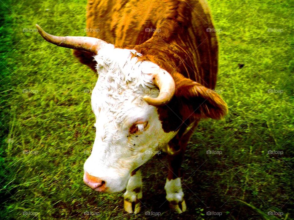 Bull in Field