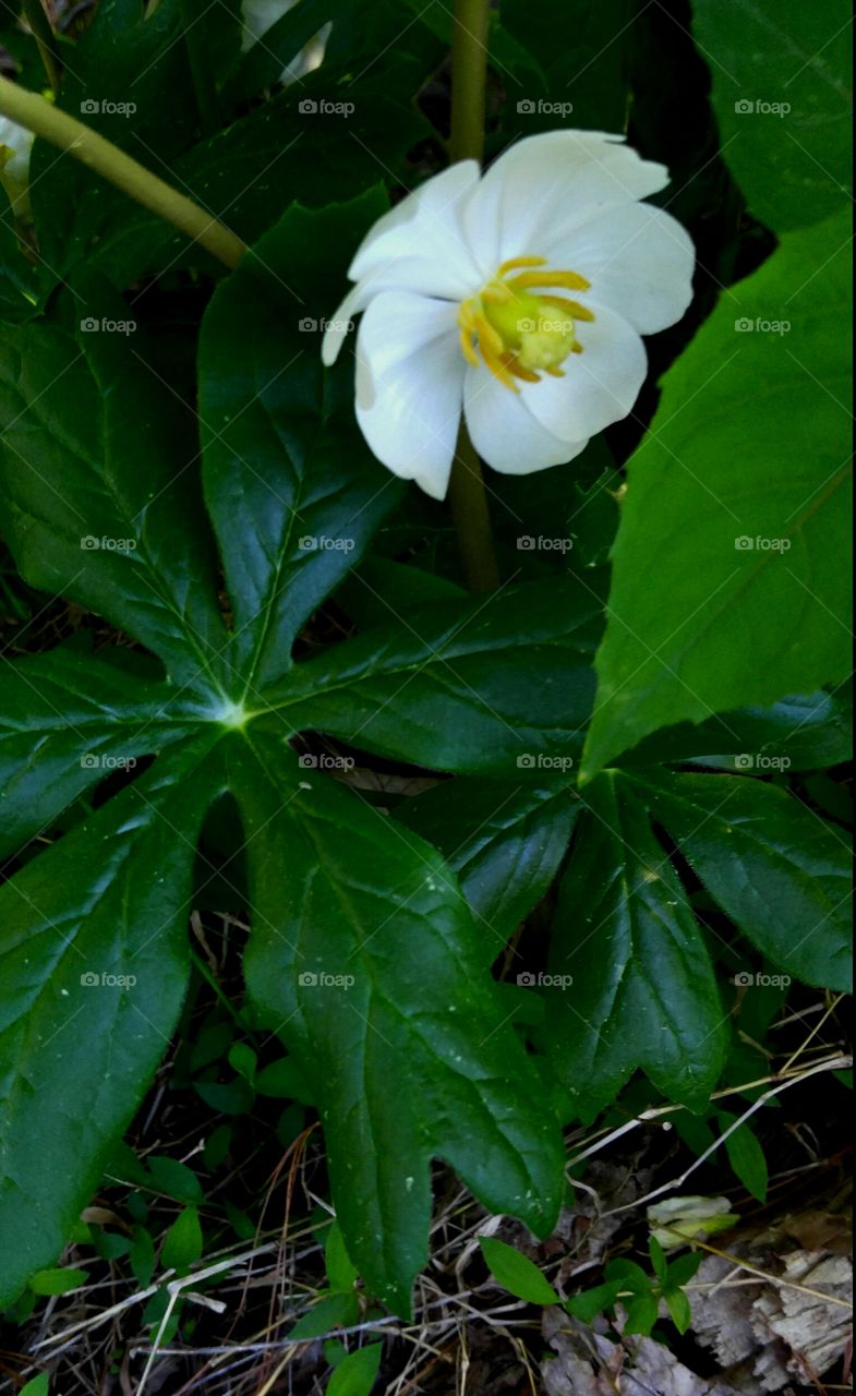 Leaf, Nature, No Person, Flora, Growth