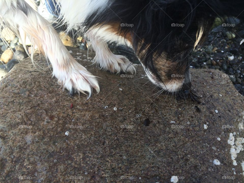 Dog poking a crab with its nose. Dog is a Papillon.