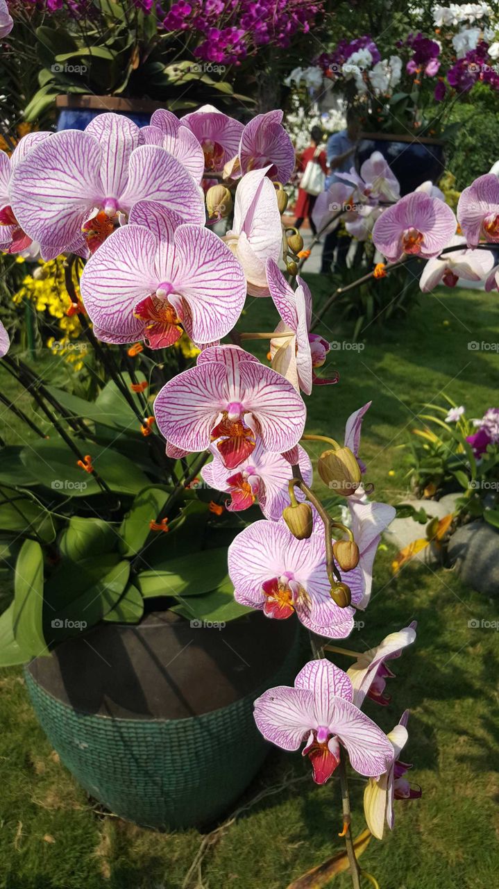 orchids