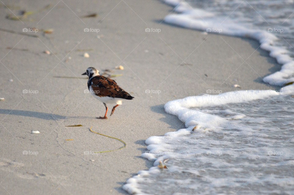 Shorebird