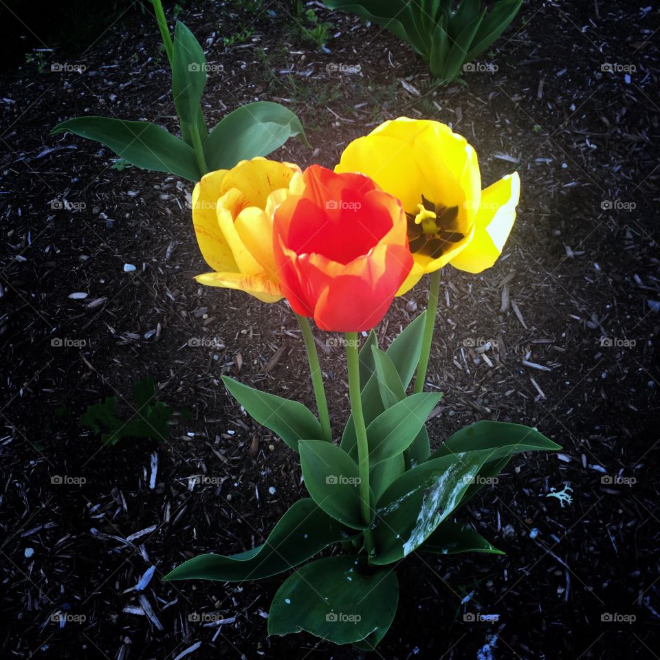 Yellow & Red Tulips 🌷