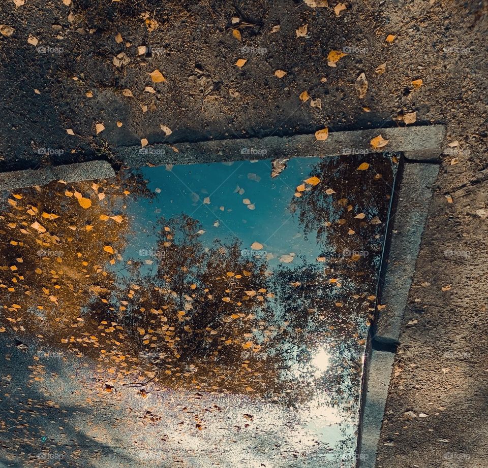 Puddle a the edge of a street reflecting trees with yellow leaves and a blue sky, around the puddle are yellow leaves