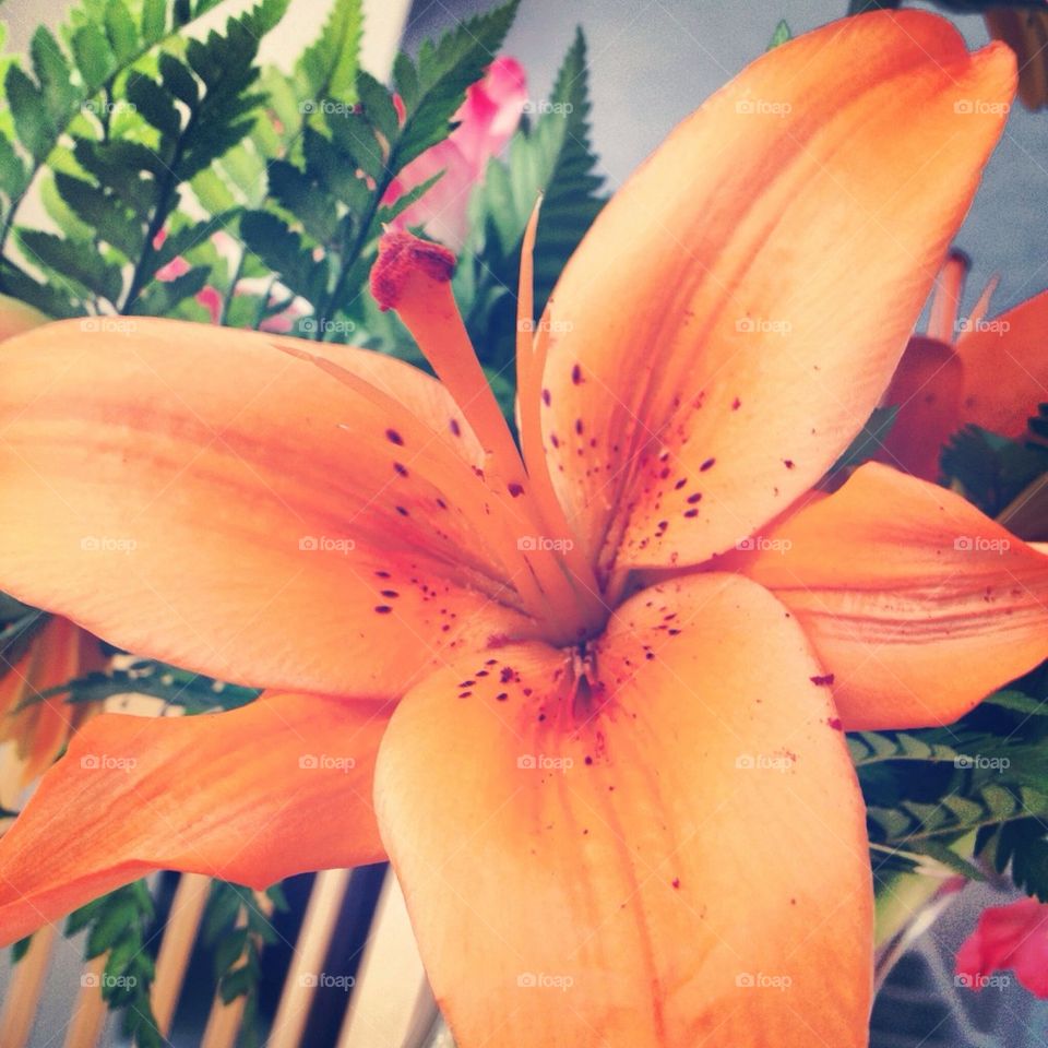 Orange Bloom