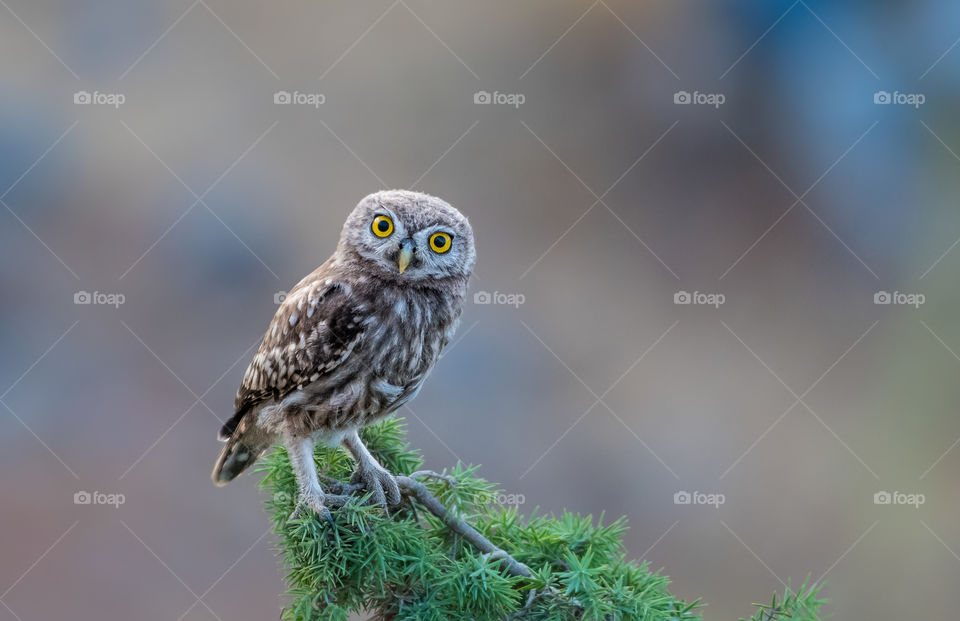 Owl bird stands on the branch of the tree