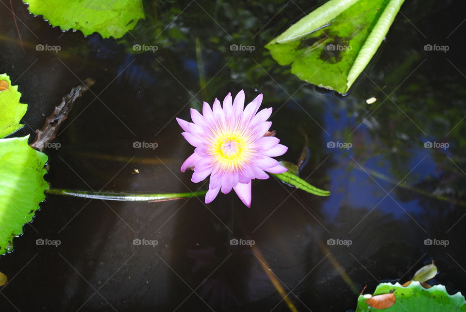 Water lily