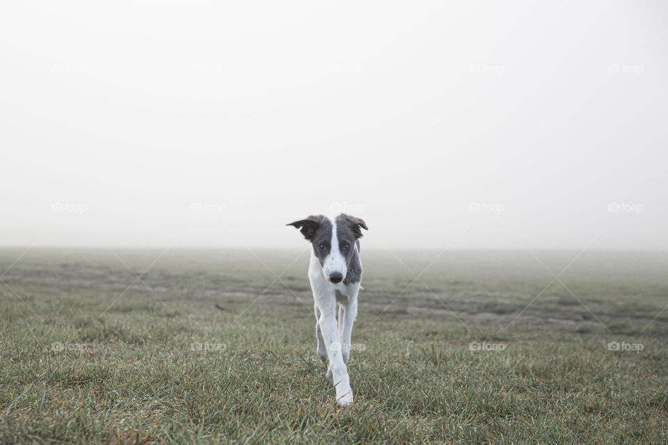 Sneaking white and blue grey puppy, curious looking and walking towards the camera in foggy landscape 