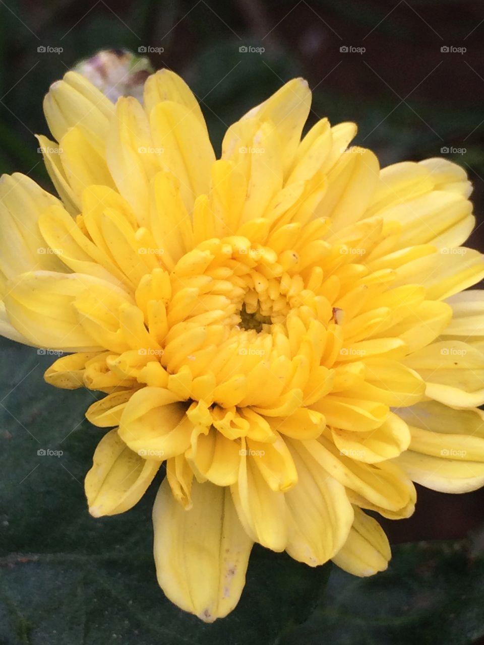 Beautiful small blooming flower ......wow