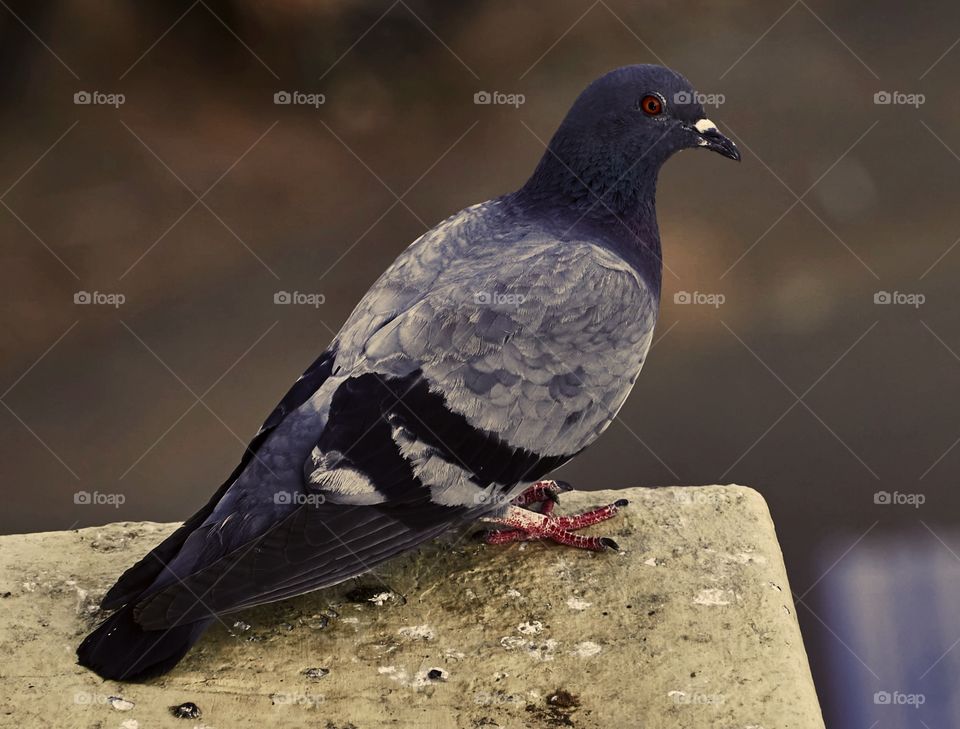 Bird photography - Dove - Close up - Feather pattern